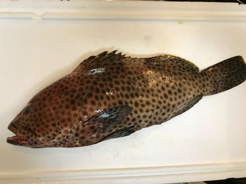 Ikan Kerapu Lumpur konsumsi (200 - 500 gr)